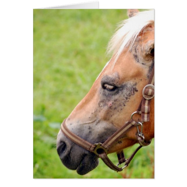 Paardenkop 003 (Voorkant)