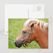 Paardenkop 003 briefkaart (Voorkant / Achterkant)