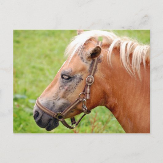 Paardenkop 003 briefkaart (Voorkant)