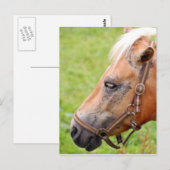 Paardenkop 003 briefkaart (Voorkant / Achterkant)
