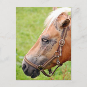 Paardenkop 003 briefkaart