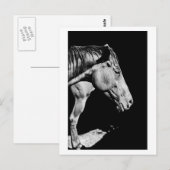 paardenkop been briefkaart (Voorkant / Achterkant)