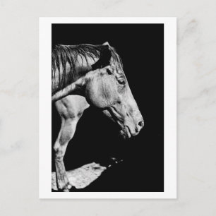 paardenkop been briefkaart