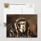 Paardenkop Briefkaart (Voorkant / Achterkant)