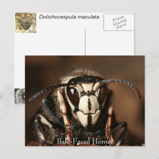 Paardenkop Briefkaart (Voorkant / Achterkant)