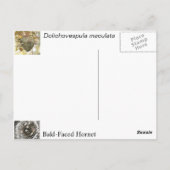 Paardenkop Briefkaart (Achterkant)