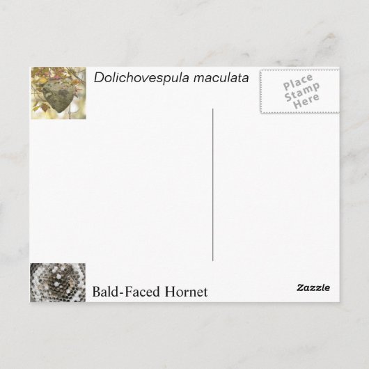 Paardenkop Briefkaart (Achterkant)