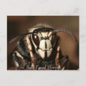 Paardenkop Briefkaart (Voorkant)