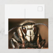 Paardenkop Briefkaart (Voorkant / Achterkant)