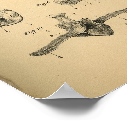 Paardenkop en wervelkolom Anatomie 1908  afdrukken Poster (Hoek)