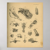 Paardenkop en wervelkolom Anatomie 1908  afdrukken Poster (Voorkant)