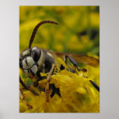 Paardenkop Poster (Voorkant)