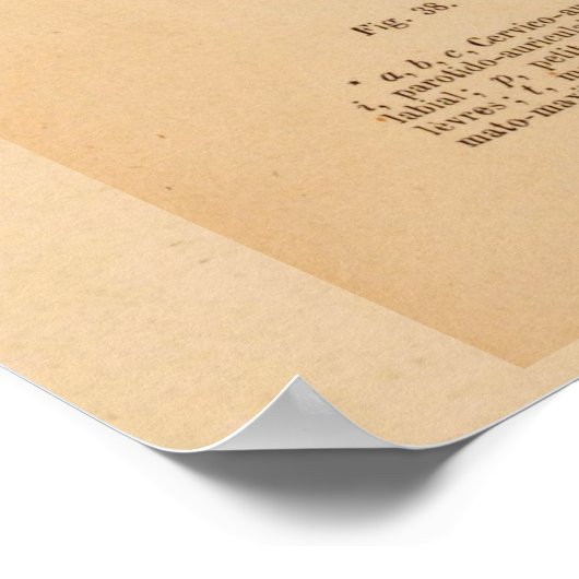 Paardenkop Spieranatomie Franse Vintage Afdrukken Poster (Hoek)