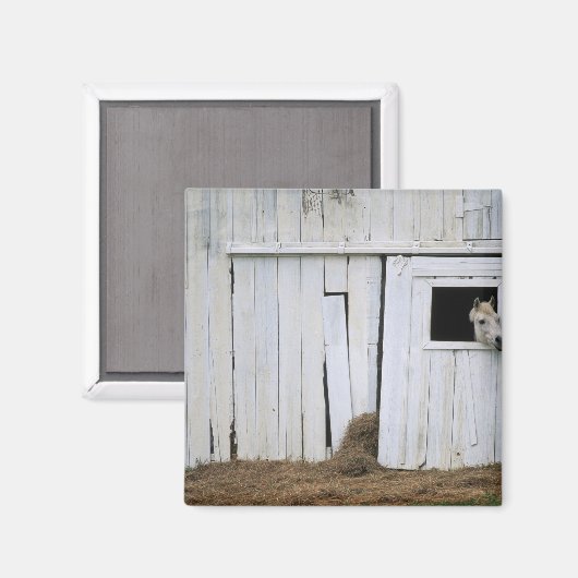 Paardenkruk uit het raam magneet (Voorkant / Achterkant)