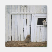 Paardenkruk uit het raam magneet (Voorkant)