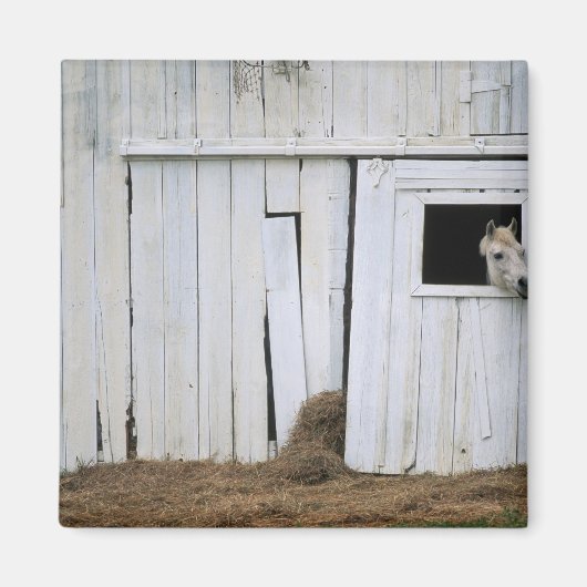 Paardenkruk uit het raam magneet (Voorkant)