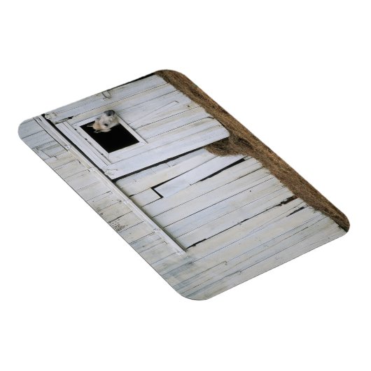 Paardenkruk uit het raam magneet (Rechterzijde)