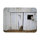 Paardenkruk uit het raam magneet (Horizontaal)