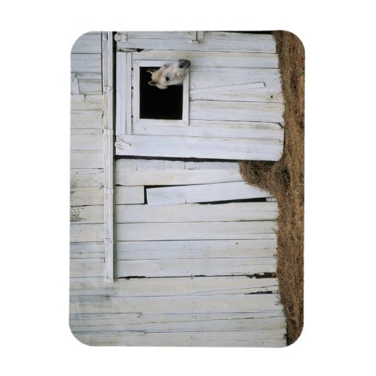 Paardenkruk uit het raam magneet (Verticaal)