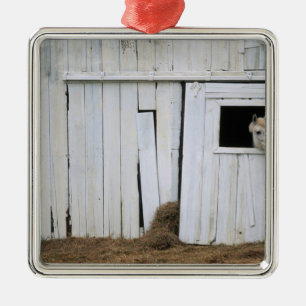 Paardenkruk uit het raam metalen ornament