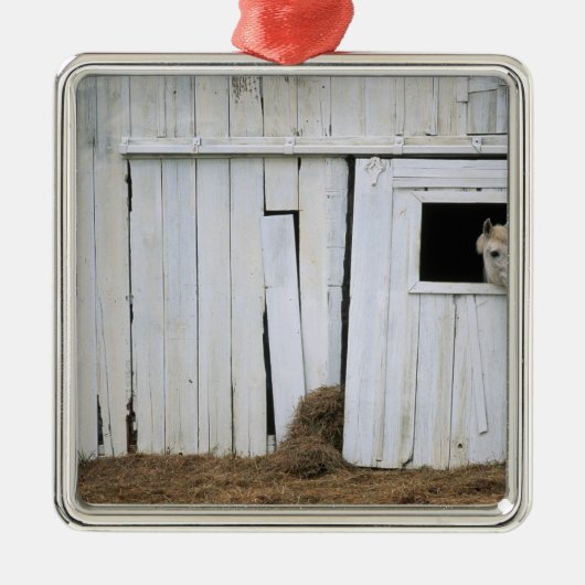 Paardenkruk uit het raam metalen ornament (Voorkant)