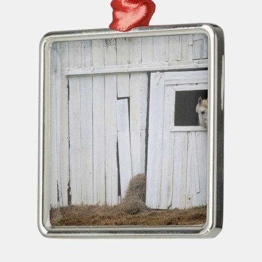 Paardenkruk uit het raam metalen ornament (Links)