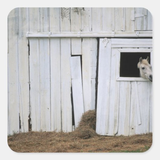 Paardenkruk uit het raam vierkante sticker (Voorkant)