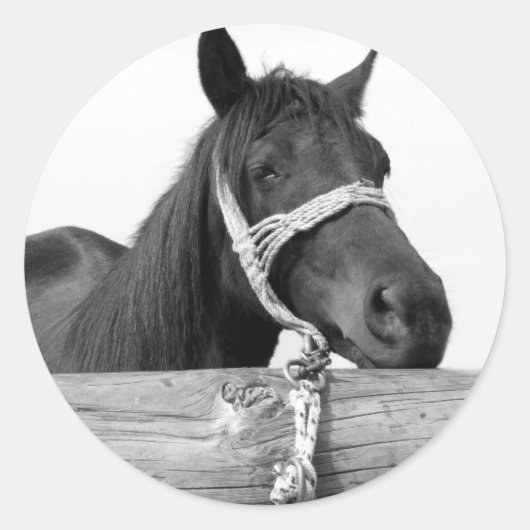 Paardenkrukken Ronde Sticker (Voorkant)