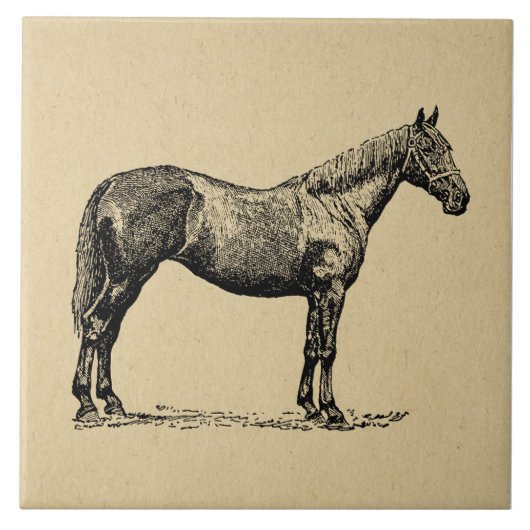  paardenkunst geïllustreerd paardenkunst tegeltje (Voorkant)