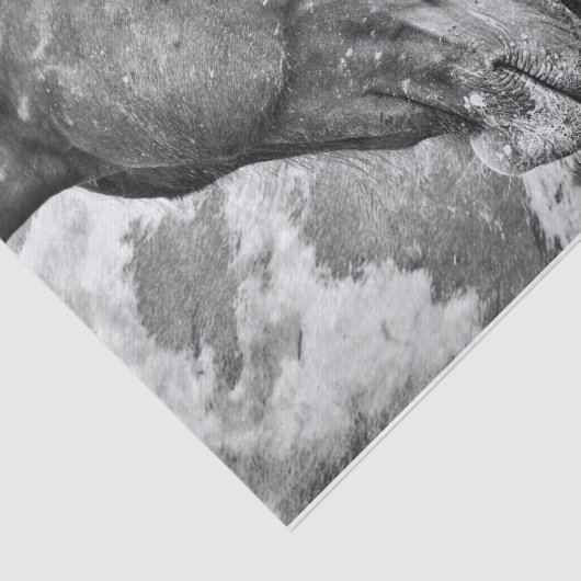 Paardenland Roestzwart en witontkoppeling Tissuepapier (Detail)