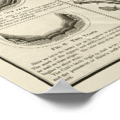 Paardenleeftijd door Poster van de Anatomie Teth C (Hoek)