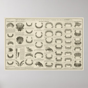 Paardenleeftijd door Poster van de Anatomie Teth C