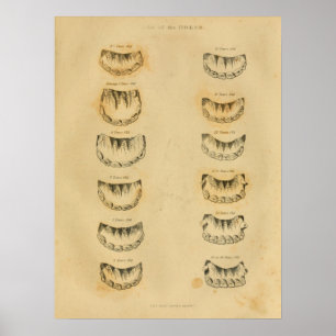 Paardenleeftijd door  teeth Anatomy Print