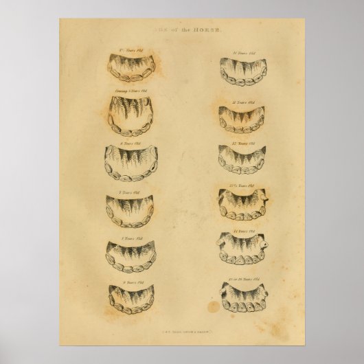 Paardenleeftijd door teeth Anatomy Print (Voorkant)