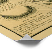 Paardenleeftijd volgens Tast Chart Dental Anatomy  Poster (Hoek)