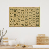 Paardenleeftijd volgens Tast Chart Dental Anatomy  Poster (Keuken)