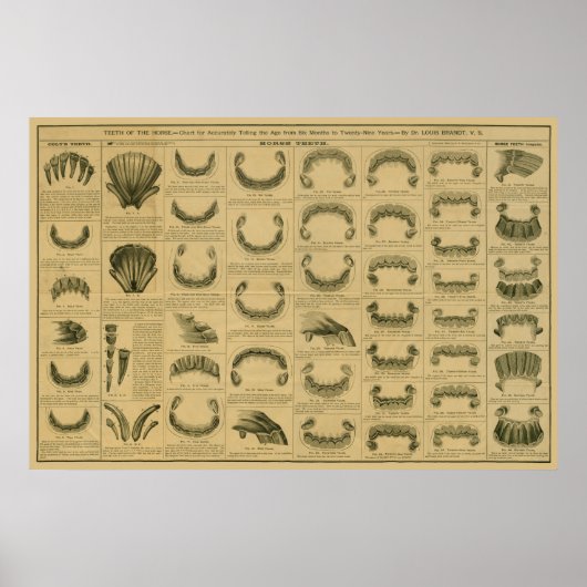 Paardenleeftijd volgens Tast Chart Dental Anatomy  Poster (Voorkant)
