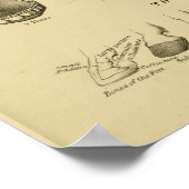 Paardenleeftijd volgens Tast Chart Dental Anatomy  Poster (Hoek)