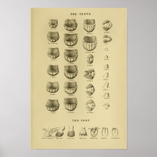 Paardenleeftijd volgens Tast Chart Dental Anatomy  Poster (Voorkant)