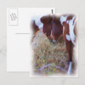 paardenliefde briefkaart (Voorkant / Achterkant)