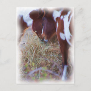 paardenliefde briefkaart