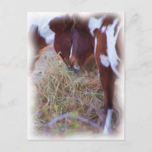 paardenliefde briefkaart (Voorkant)