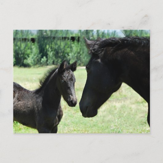 Paardenliefde moeder en baby briefkaart (Voorkant)
