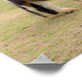 Paardenliefde - schattig Tinker Poster (Hoek)