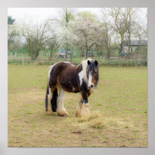 Paardenliefde - schattig Tinker Poster