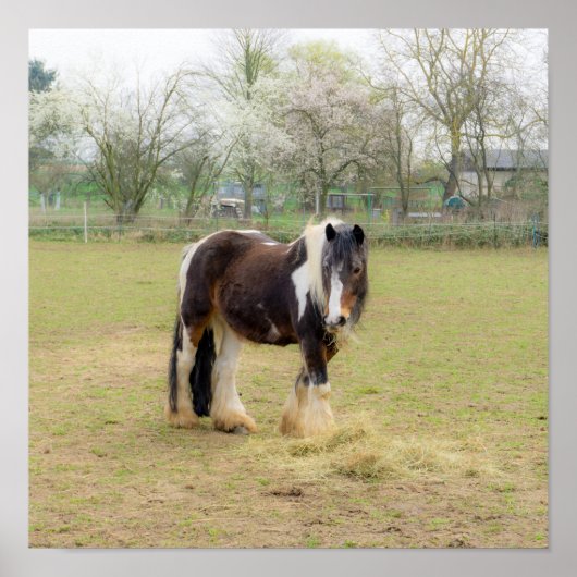 Paardenliefde - schattig Tinker Poster (Voorkant)