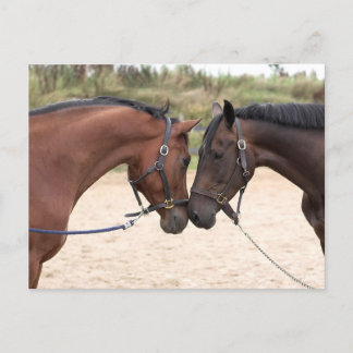 paardenliefdesbriefkaart briefkaart