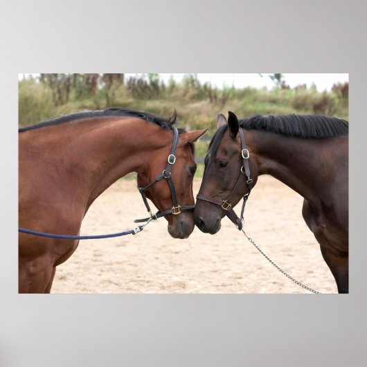 paardenliefdesposter poster (Voorkant)