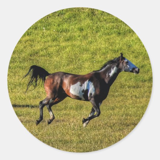 Paardenliefhebber Foto van een BC Ranch Ronde Sticker (Voorkant)