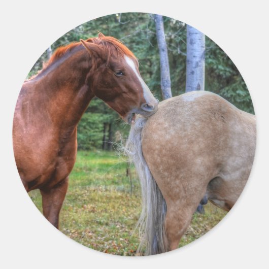 Paardenliefhebber Foto van een BC Ranch Ronde Sticker (Voorkant)